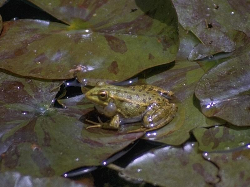 Some amphibians - Marsh_Frog_2.jpg; DISPLAY FULL IMAGE.
