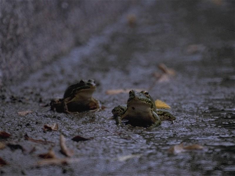 Some amphibians - Marsh_Frogs_1.jpg; DISPLAY FULL IMAGE.
