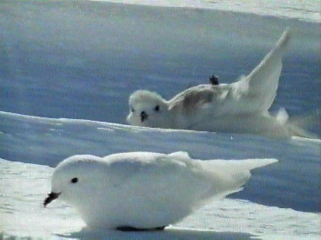 Re: Request: petrels - Snow Petrels - snowpetrels1.jpg; Image ONLY