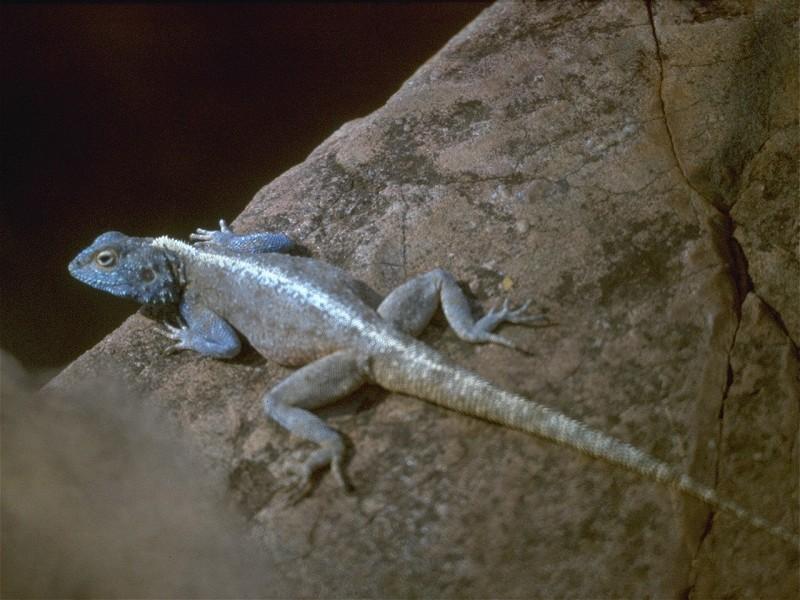 Lizards - Southern Rock Agama 2.jpg -- southern African rock agama (Agama atra); DISPLAY FULL IMAGE.
