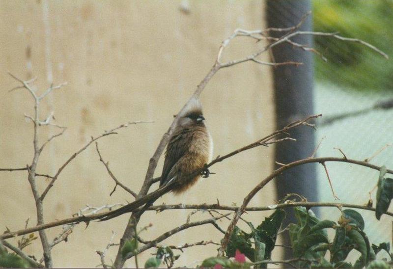 Birds from El Paso Birdpark - speckled_mousebird1.jpg; DISPLAY FULL IMAGE.