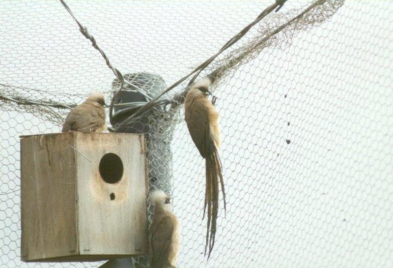 Birds from El Paso Birdpark - speckled_mousebird2.jpg; DISPLAY FULL IMAGE.