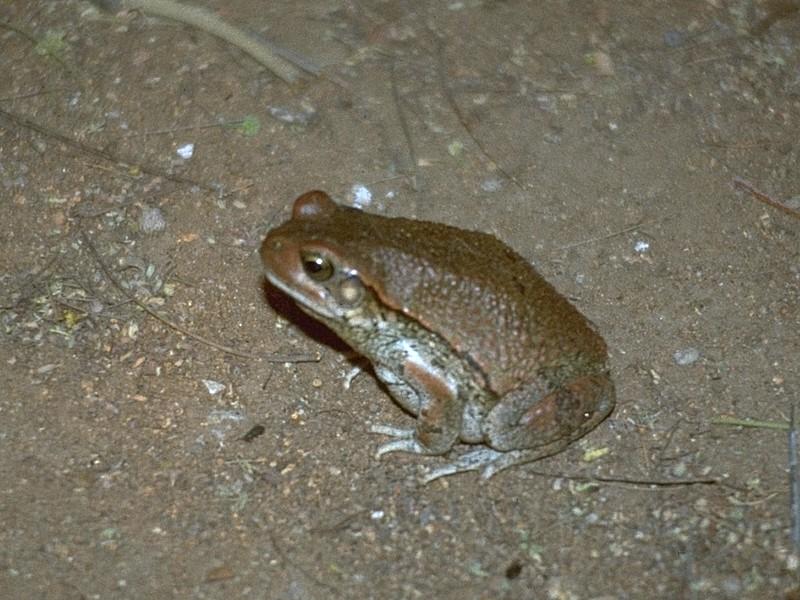 Some amphibians - Unidentified African Toad 1; DISPLAY FULL IMAGE.
