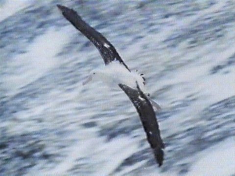 Re: Request: Albatross - wandering albatross 7.jpg; Image ONLY