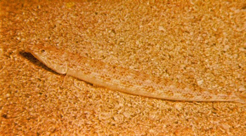 Re: Looking for Caribbean Tropical Fish the more colorful the better - inshore_lizardfish.jpg; DISPLAY FULL IMAGE.