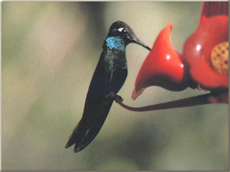 Hummingbird - magnificant hummingbird male 07; DISPLAY FULL IMAGE.