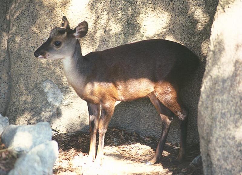 California souvenirs continued after scanner recalibration - Muntjac in SD Zoo; DISPLAY FULL IMAGE.