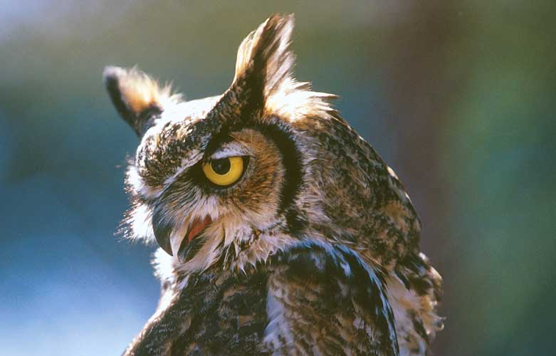 Great Horned Owl; DISPLAY FULL IMAGE.