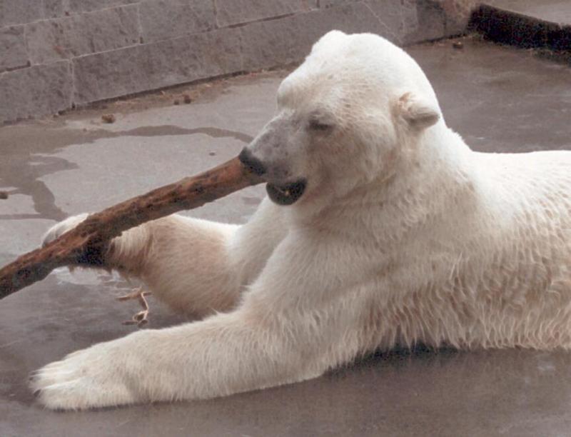Another rescan - Polar bear with toothpick; DISPLAY FULL IMAGE.