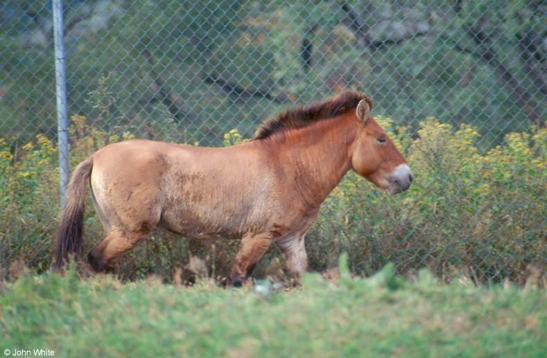 Przewalski's Horse (Takhi); DISPLAY FULL IMAGE.