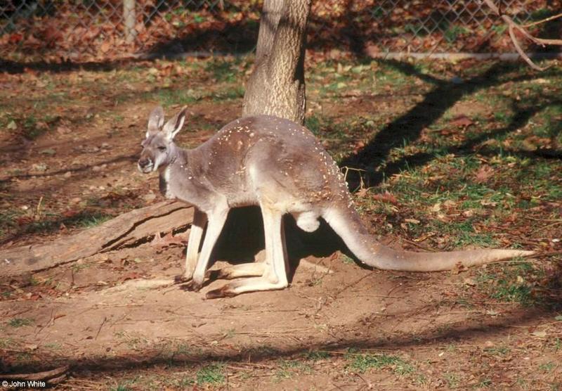 Red Kangaroo; DISPLAY FULL IMAGE.