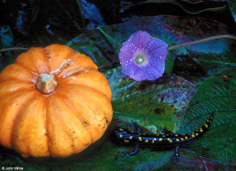 Halloween Spotted Salamander; DISPLAY FULL IMAGE.