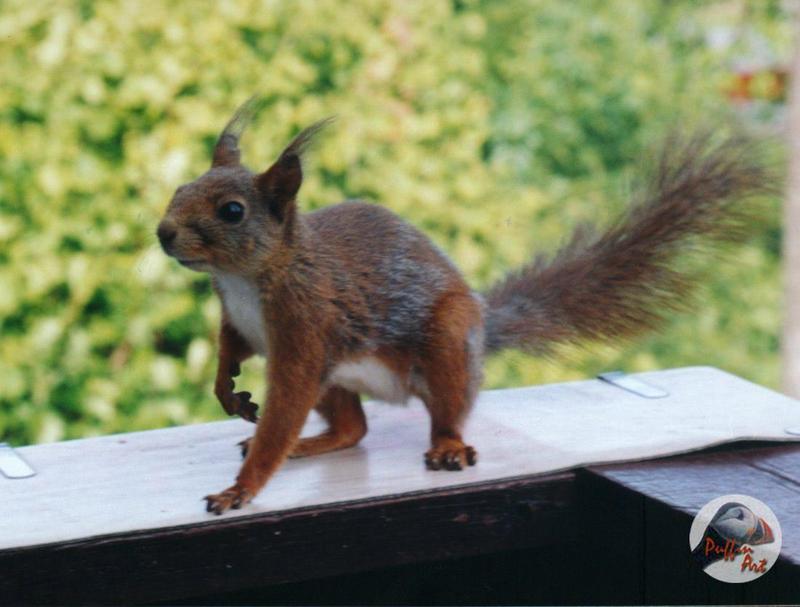 Squirrel; same as last but higher resolution; DISPLAY FULL IMAGE.