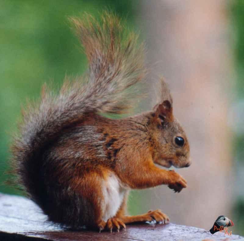 Squirrel; DISPLAY FULL IMAGE.
