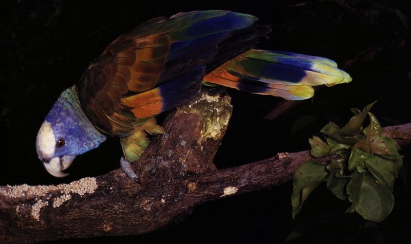 Re: I am looking for parrots.. -- Saint Vincent amazon (Amazona guildingii); DISPLAY FULL IMAGE.