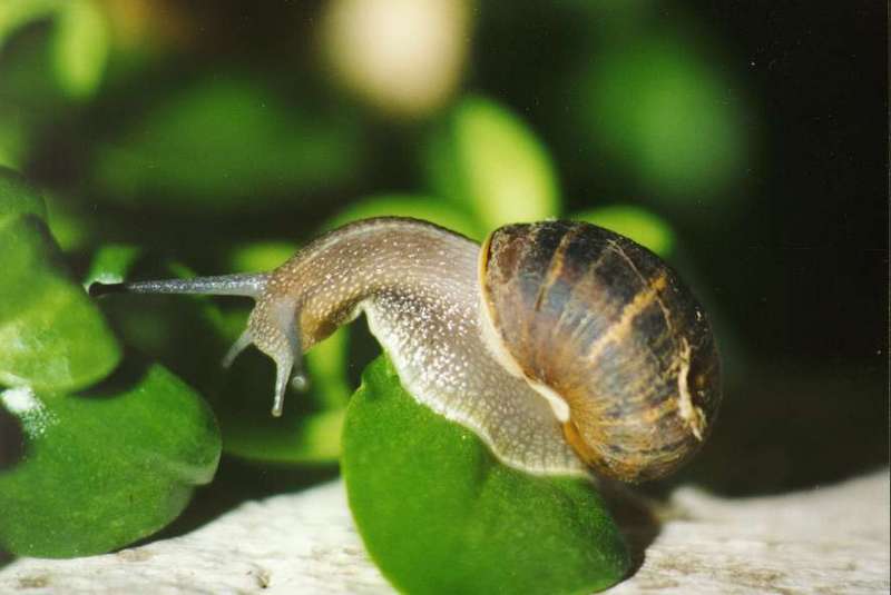 Re: Search Snails; DISPLAY FULL IMAGE.