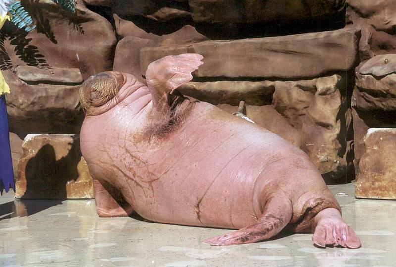 For Sam and all the others here - Walrus showing 'high five' in Sea World, San Diego; DISPLAY FULL IMAGE.