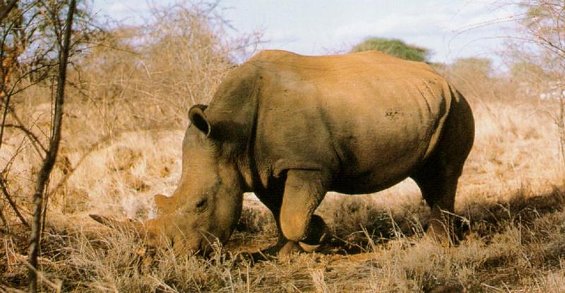 White rhinoceros (J01); DISPLAY FULL IMAGE.
