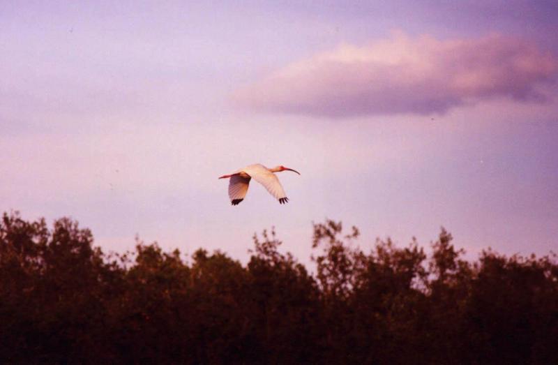 American White Ibis in flight; DISPLAY FULL IMAGE.