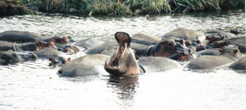 Re: Yawning hippos! #2; DISPLAY FULL IMAGE.