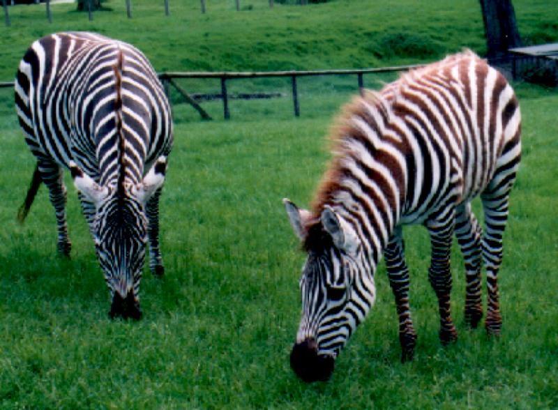Zebra mum and foal; DISPLAY FULL IMAGE.