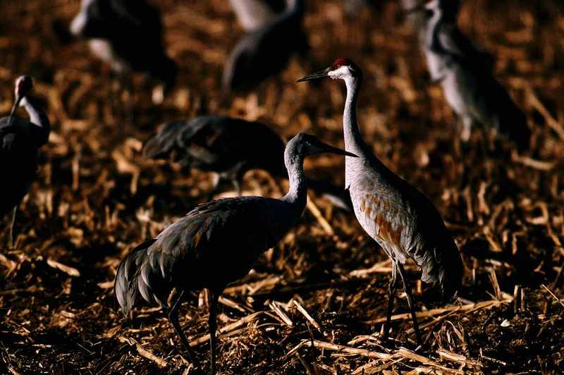 Identification needed - Hooded Cranes? - aay50097.jpg -- Sandhill Cranes; DISPLAY FULL IMAGE.