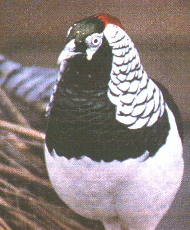 Pheasant - Lady Amherst -- Lady Amherst's pheasant (Chrysolophus amherstiae); Image ONLY