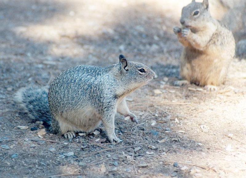 California Ground Squirrel aug14; DISPLAY FULL IMAGE.