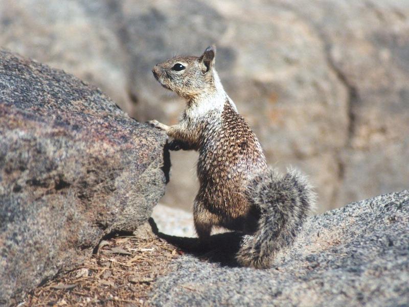 Calif Ground Squirrel aug16; DISPLAY FULL IMAGE.