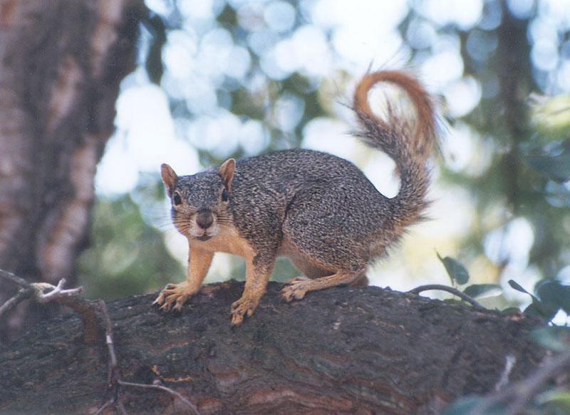Fox Squirrel aug19; DISPLAY FULL IMAGE.