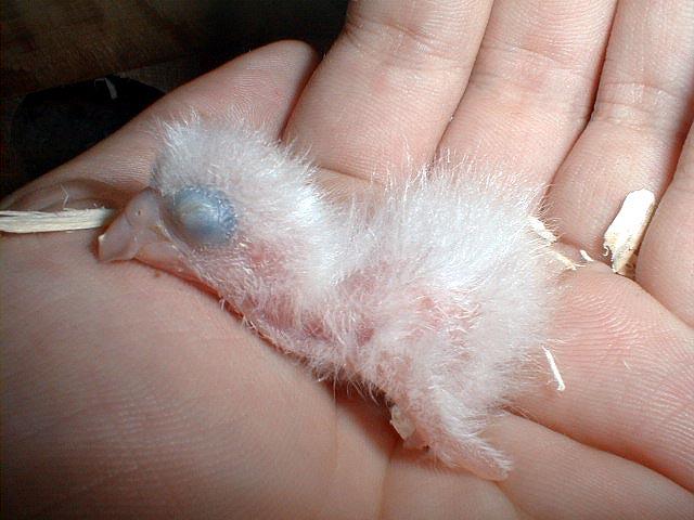 Newborn Parrot