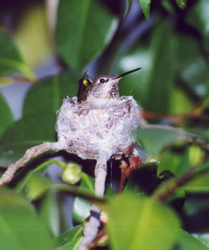 Kolibri on the nest; DISPLAY FULL IMAGE.