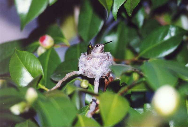 Kolibri on the nest -- another scan; DISPLAY FULL IMAGE.