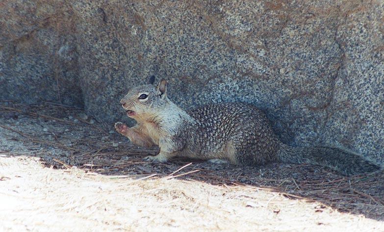 California Ground Squirrel; DISPLAY FULL IMAGE.