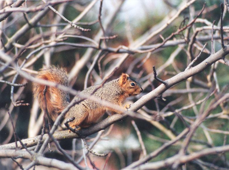 Fox Squirrel 109 k jpg; DISPLAY FULL IMAGE.