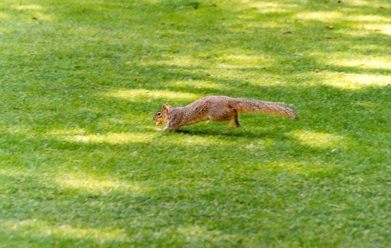 Fox Squirrel 89k jpg; DISPLAY FULL IMAGE.