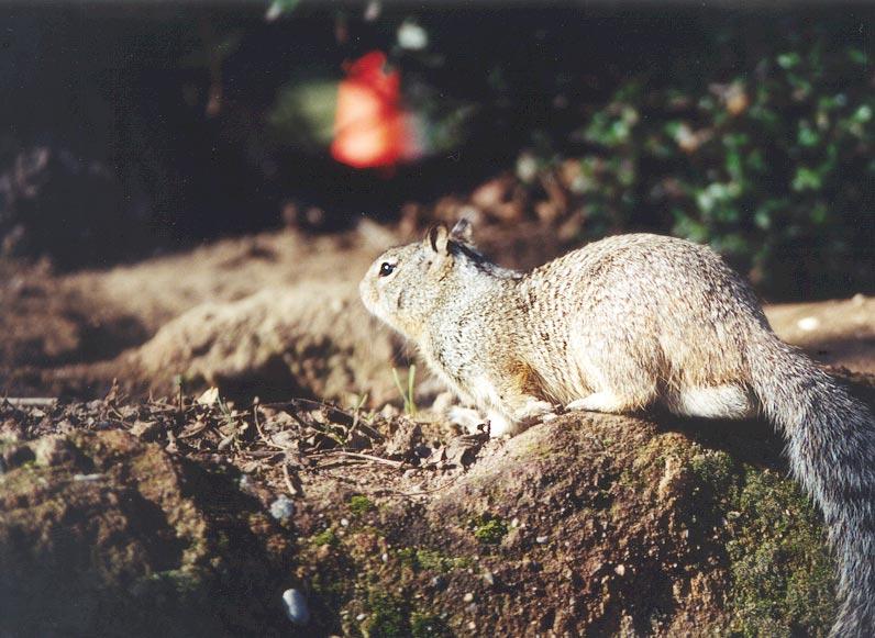 Ground Squirrel 95k jpg; DISPLAY FULL IMAGE.