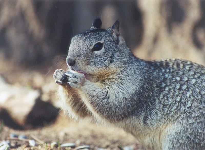 Ground Squirrel 110k jpg; DISPLAY FULL IMAGE.
