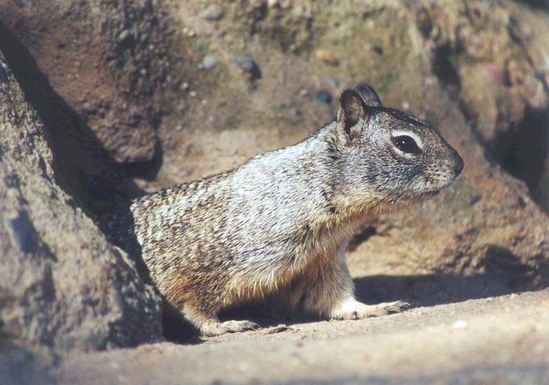 Ground Squirrel 87k jpg; DISPLAY FULL IMAGE.