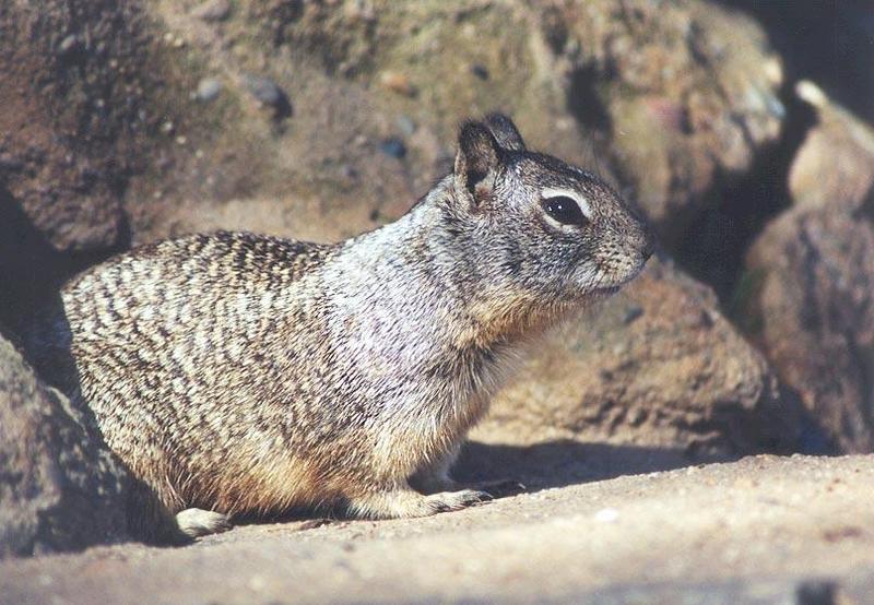 Ground Squirrel 93k jpg; DISPLAY FULL IMAGE.