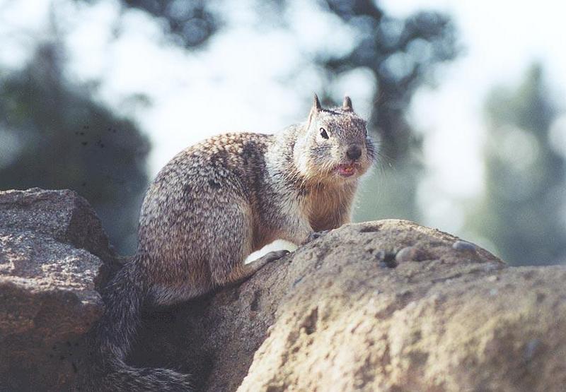 Ground Squirrel 69k jpg; DISPLAY FULL IMAGE.