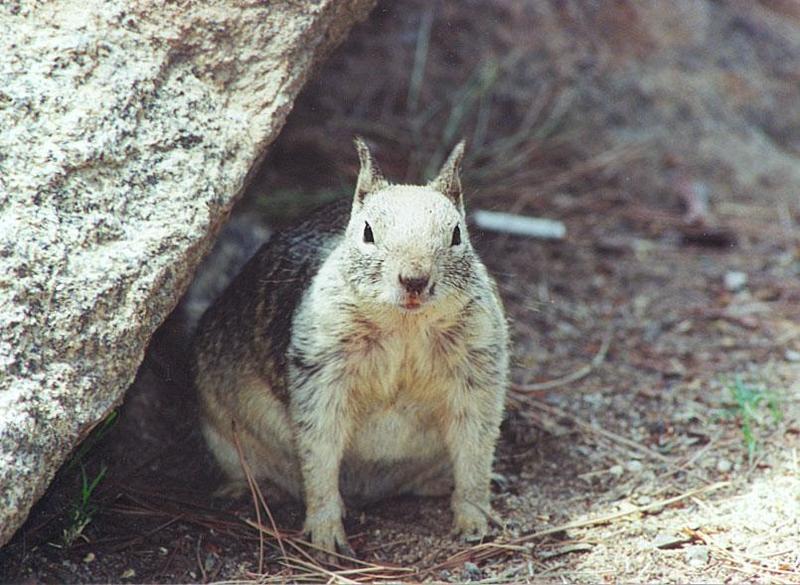 California Ground Squirrel 129k jpg; DISPLAY FULL IMAGE.