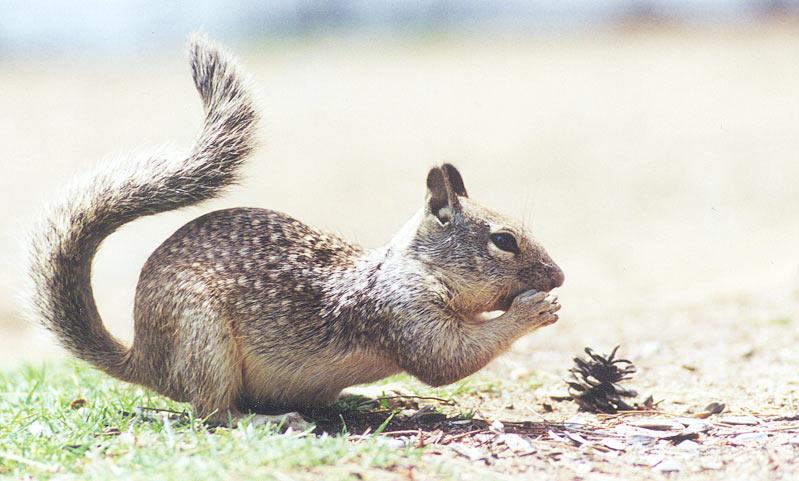 California Ground Squirrel 78k jpg; DISPLAY FULL IMAGE.