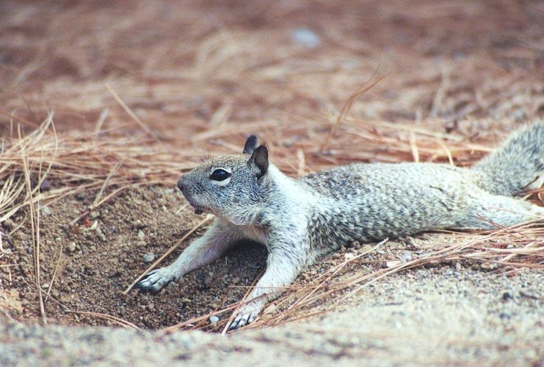 California Ground Squirrel 89k jpg; DISPLAY FULL IMAGE.