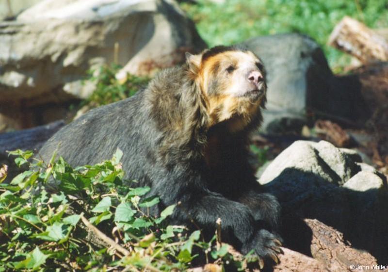 Spectacled Bear #1; DISPLAY FULL IMAGE.