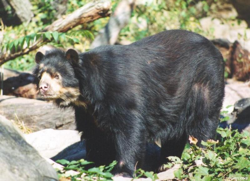 Spectacled Bear #3; DISPLAY FULL IMAGE.