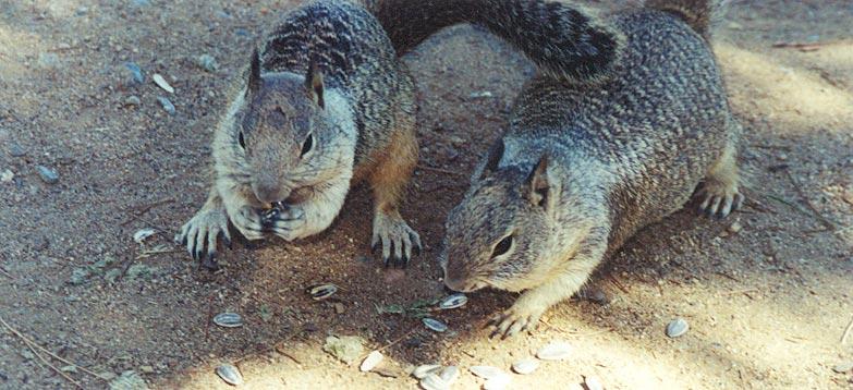 California Ground Squirrel 47kb jpg; DISPLAY FULL IMAGE.