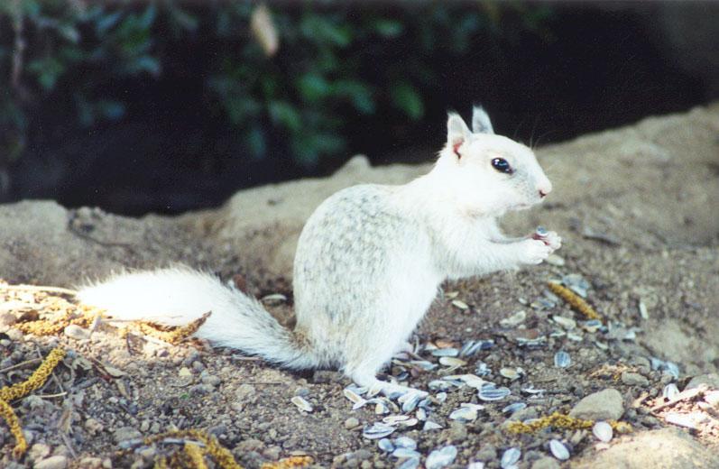 White (not albino) California Ground Squirrel 98kb jpg; DISPLAY FULL IMAGE.