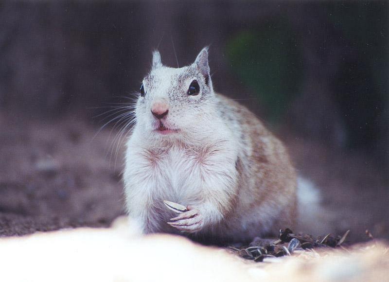 White California Ground Squirrel sept14; DISPLAY FULL IMAGE.