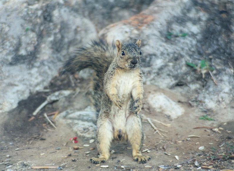 Western Grey Squirrel 105kb jpg; DISPLAY FULL IMAGE.